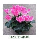 Plant Feature