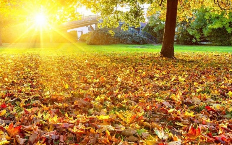 AS LEAVES BEGIN TO FALL