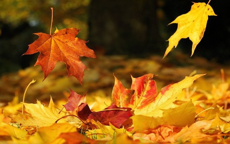FALLING LEAVES ARE A GIFT FROM NATURE